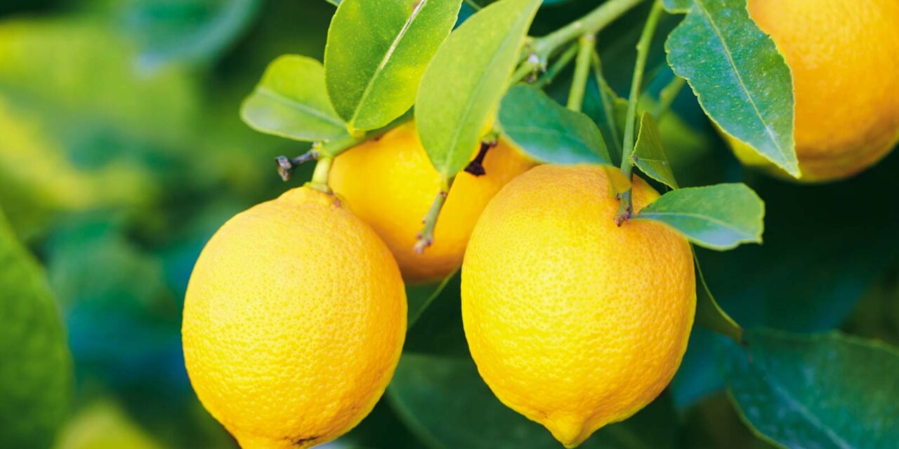 8 Lemon Balm Benefits + Easy Recipes for Tea, Tincture & More